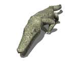 krokodyl-ruchomy-obrazek-0064