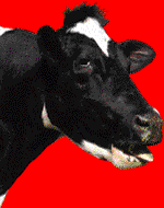 krowa-ruchomy-obrazek-0111