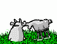 krowa-ruchomy-obrazek-0134
