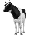 krowa-ruchomy-obrazek-0231