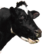 krowa-ruchomy-obrazek-0268