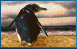 pingwin-ruchomy-obrazek-0083
