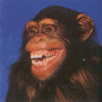 szympans-ruchomy-obrazek-0008