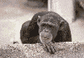 szympans-ruchomy-obrazek-0056