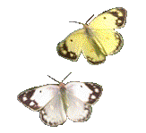 motyl-ruchomy-obrazek-0004