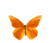 motyl-ruchomy-obrazek-0016