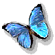 motyl-ruchomy-obrazek-0049