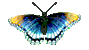 motyl-ruchomy-obrazek-0131