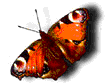 motyl-ruchomy-obrazek-0193