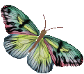 motyl-ruchomy-obrazek-0247