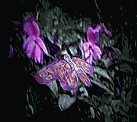 motyl-ruchomy-obrazek-0271