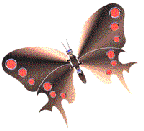 motyl-ruchomy-obrazek-0279