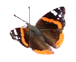 motyl-ruchomy-obrazek-0350