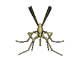 owad-ruchomy-obrazek-0022