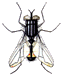 owad-ruchomy-obrazek-0049