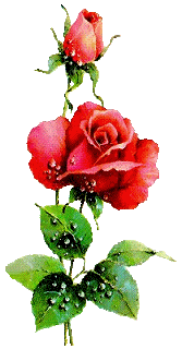 roza-ruchomy-obrazek-0043