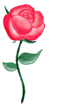 roza-ruchomy-obrazek-0146