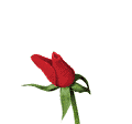 roza-ruchomy-obrazek-0148