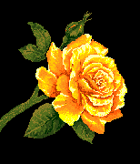 roza-ruchomy-obrazek-0190