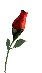 roza-ruchomy-obrazek-0206