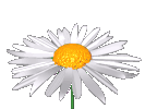kwiat-ruchomy-obrazek-0413