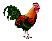 kurczak-ruchomy-obrazek-0150
