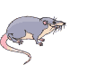 szczur-ruchomy-obrazek-0008
