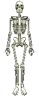 szkielet-ruchomy-obrazek-0069