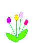 tulipan-ruchomy-obrazek-0012