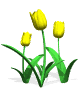 tulipan-ruchomy-obrazek-0014
