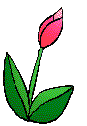 tulipan-ruchomy-obrazek-0018