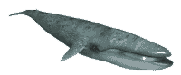 wieloryb-ruchomy-obrazek-0017