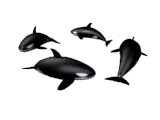 wieloryb-ruchomy-obrazek-0026