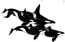 wieloryb-ruchomy-obrazek-0031