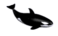 wieloryb-ruchomy-obrazek-0047
